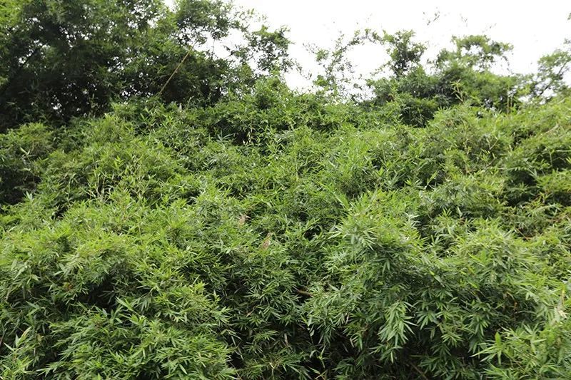 绿水青山，，，，，联翩而至，，，，，腾博官网诚信为本,专业服务2018云浮之旅